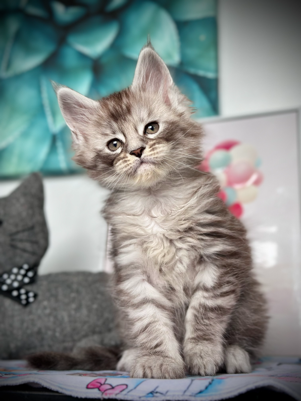 Radjah Maine Coon de 7 semaines