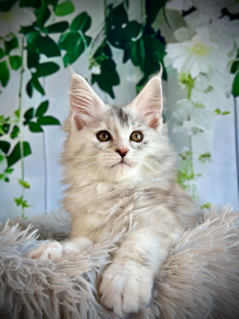 🌟Clochette Maine Coon Black Silver Tortie - 10 weeks old