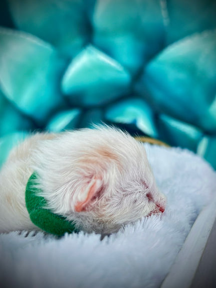 Bébé Simba à un jour de vie ! 