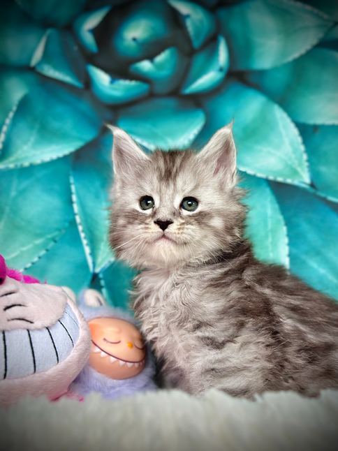 🌟 Shadow Maine Coon Black Silver Tabby - 6 weeks old
