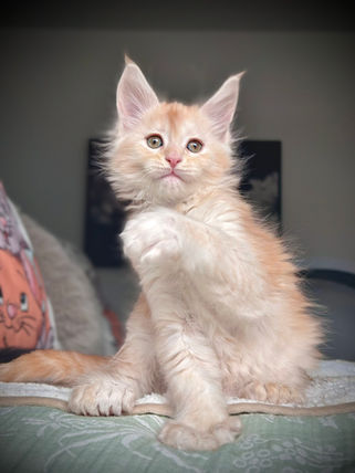 🪄 Maine Coon Les Aristocoons Ron Weasley Red Smoke Polydactyle