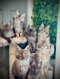 Group photo for the 12-week-old litter of Maine Coon kittens