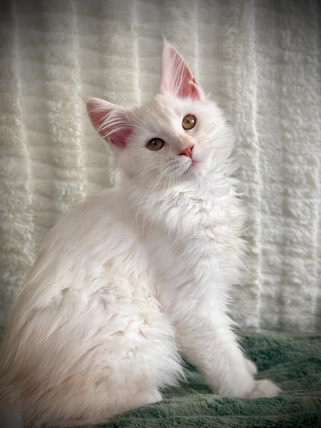 Simba, a 15-week-old Maine Coon