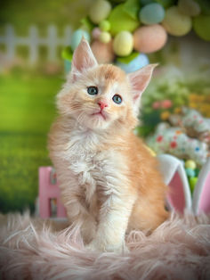 🪄 Maine Coon Les Aristocoons Ron Weasley Red Smoke Polydactyle