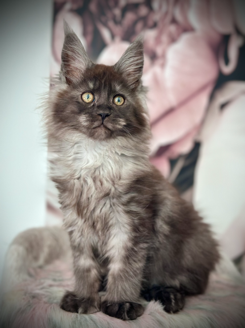 Lilo Maine Coon Black Smoke Polydactyl - 11-week-old kitten