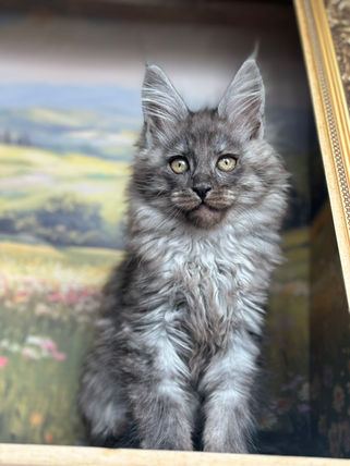 🪄 Maine Coon Les Aristocoons Bellatrix Black Smoke