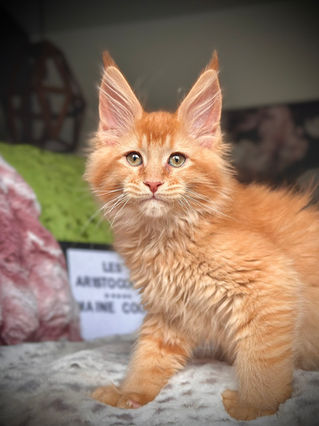 🪄 Maine Coon Les Aristocoons Arthur Weasley Red Solide Polydactyle
