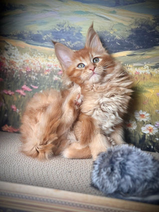 🪄 Maine Coon Les Aristocoons Arthur Weasley Red Solide Polydactyle