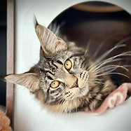 Les Aristocoons Chiara Lou Maine Coon Brown Classique Tabby Polydactyle