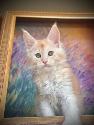 🪄 Maine Coon Les Aristocoons Ron Weasley Red Smoke Polydactyle