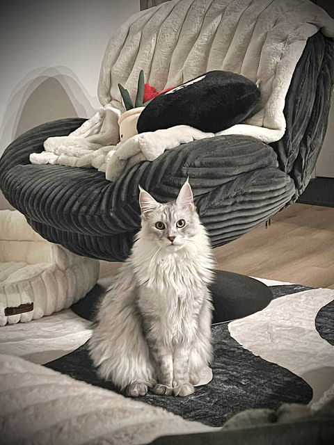 🦁 Maine Coon Les Aristocoons Kovu Black Silver Mackerel Shaded