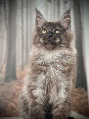 Cobra Maine Coon Black Smoke Polydactyle - Chaton de 17 semaines