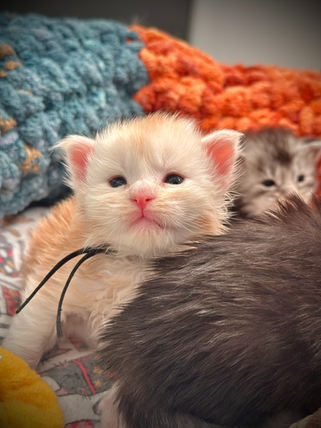 🌟 Hook Maine Coon Red Smoke - 3 semaines de vie