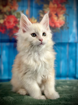 🌟Hook Maine Coon Red Smoke - 9 semaines de vie