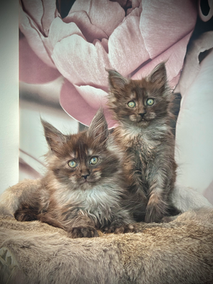 Lilo & Cobra Maine Coons Black Smoke Polydactyles - 8 semaines