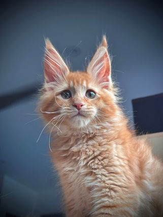 🪄 Maine Coon Les Aristocoons Arthur Weasley Red Solide Polydactyle