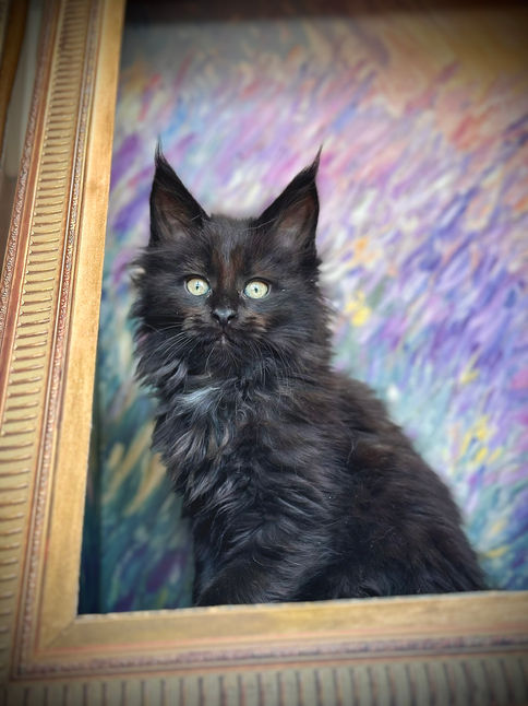 🪄 Maine Coon Les Aristocoons Minerva Black Solide Polydactyle