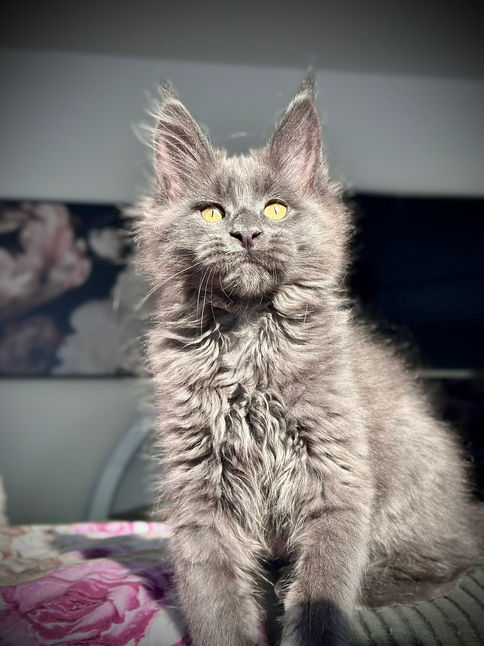 🎄 Maine Coon Les Aristocoons Cindy Lou Blue Smoke