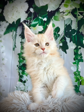 🌟Peter Pan Maine Coon Red Smoke - 10 semaines de vie