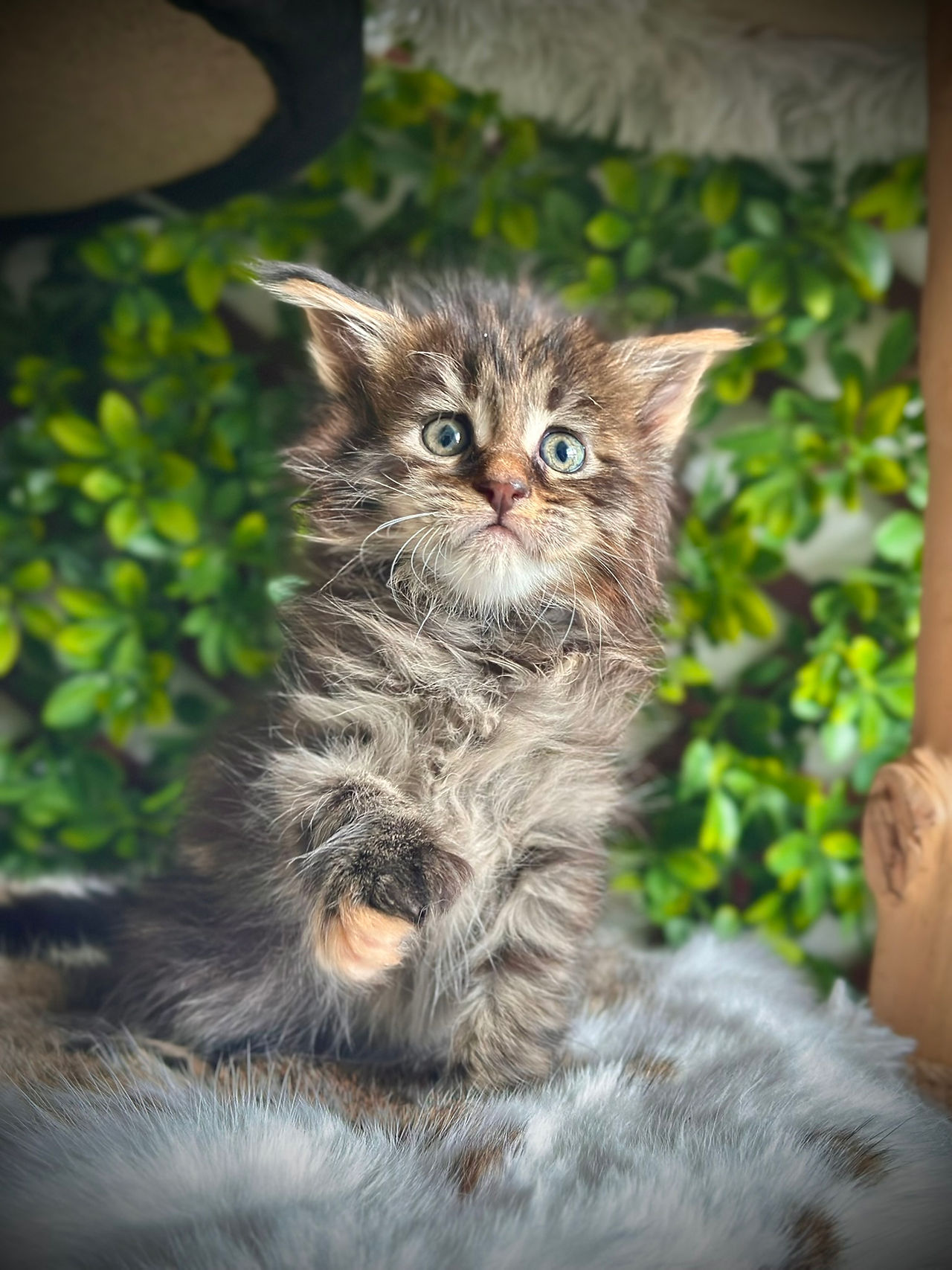 Les Aristocoons Darla Black Mackerel Tortie Tabby
