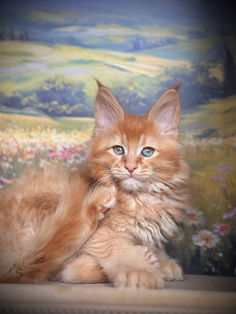🪄 Maine Coon Les Aristocoons Arthur Weasley Red Solide Polydactyle