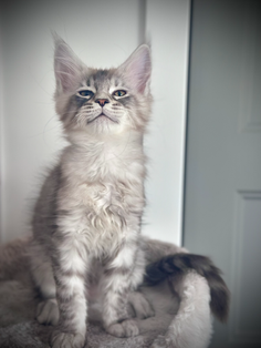 Radjah Chaton Maine Coon de 13 semaines