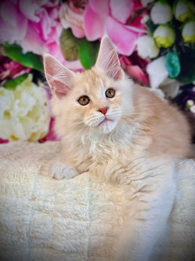 🌟 Maine Coon Les Aristocoons Peter Pan Red Smoke