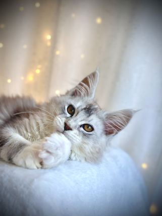 Nala, a 14-week-old Maine Coon