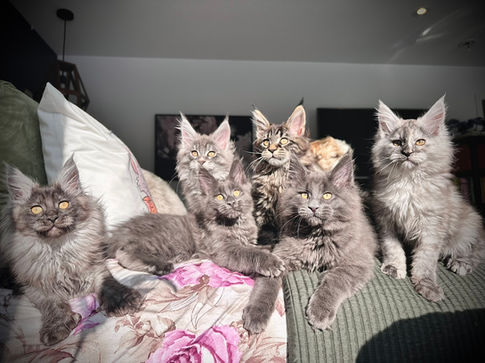 Photo de groupe des chatons Maine Coons de la portée Grinch 