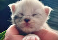 🍎 Maine Coon Les Aristocoons Blanche Black Silver Shaded & Blanc