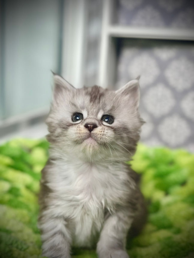 ๐ Maine Coon Les Aristocoons Belle Black Silver Tabby & Blanc