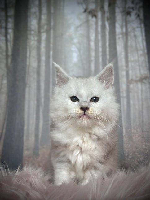 🍎 Maine Coon Les Aristocoons Happy Black Silver Shaded & Blanc