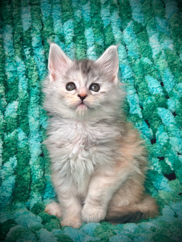๐ Clochette Maine Coon Black Silver Tortie - 7 semaines de vie