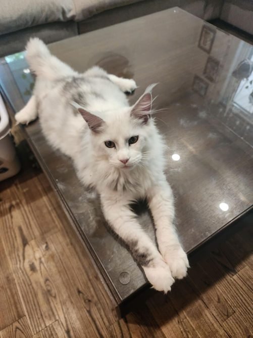 Floki (Aladdin) Maine Coon, 5 and a half months old