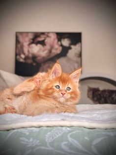🪄 Maine Coon Les Aristocoons Arthur Weasley Red Solide Polydactyle