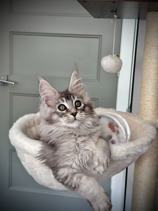 Kawena Maine Coon Black Silver Ticked Tabby - 13-week-old kitten