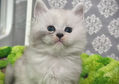 🍎 Maine Coon Les Aristocoons Blanche Black Silver Shaded & Blanc