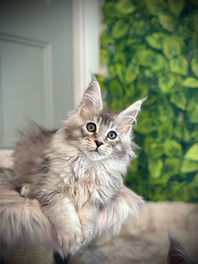 Kawena Maine Coon Black Silver Ticked Tabby - Chaton de 12 semaines