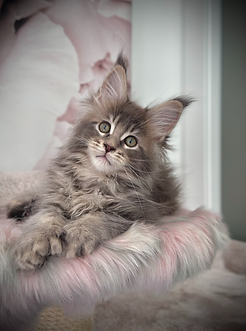 Les Aristocoons Stitch Maine coon Blue Silver Ticked Tabby