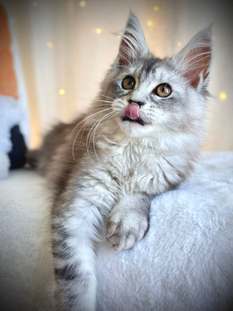 Sarabi Chat Maine Coon Black Silver Ticked Tabby