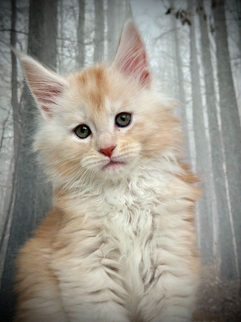 🌟 Peter Pan Maine Coon Red Smoke - 8 weeks old