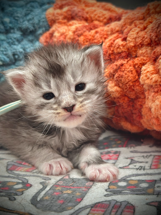 🌟 James Maine Coon Black Silver Ticked Tabby & Blanc - 3 semaines de vie