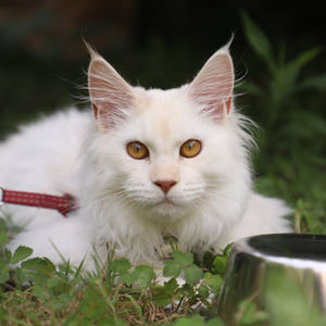 Maine Coon Simba - Cannoli