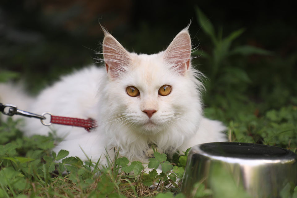 Chatons Aristocoons dans leur famille