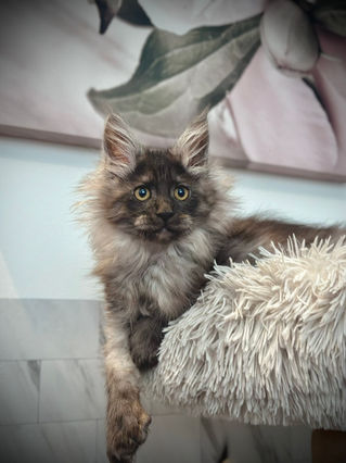 🎄 Maine Coon Les Aristocoons Betty Lou Black Smoke – Polydactyle 