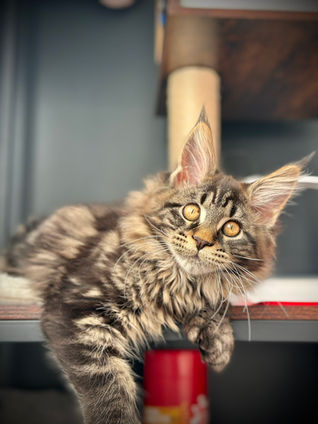 🎄 Maine Coon Les Aristocoons Chiara Lou Brown Classique Tabby – Polydactyle