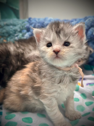 🌟 Clochette Maine Coon Black Silver Tortie Tabby - 3 semaines de vie