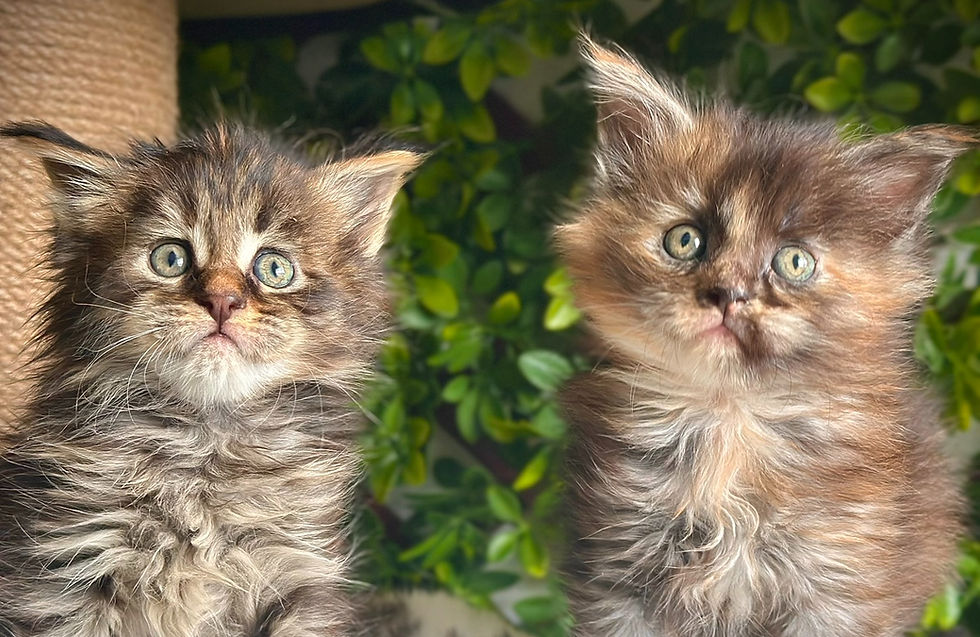 Les Aristocoons Darla Black Tortie Tabby & Les Aristocoons Corail Black Smoke Tortie