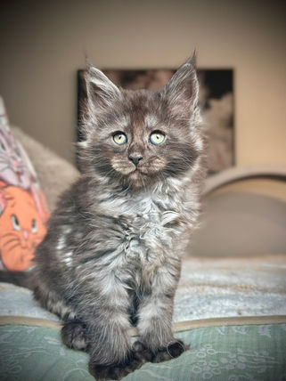 🪄 Maine Coon Les Aristocoons Harry Potter Black Smoke Polydactyle