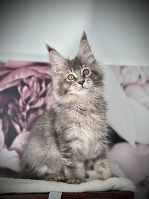Stitch Maine Coon Bleu Silver Ticked Tabby - Chaton de 13 semaines